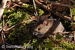 F178243: Waldmaus (Apodemus sylvaticus)