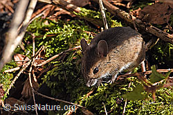 F178245: Waldmaus (Apodemus sylvaticus)
