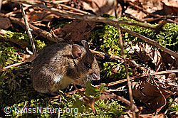 F178254: Waldmaus (Apodemus sylvaticus)