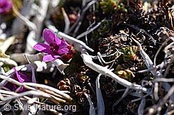 Gegenblättriger Steinbrech (Saxifraga oppositifolia) (28.05.2021, F181549)