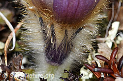 Frühlings-Anemonen (Pulsatilla vernalis) (F181575)