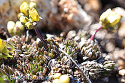 Hoppes Felsenblümchen (Draba hoppeana) (F181598)