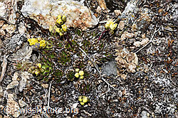 Hoppes Felsenblümchen (Draba hoppeana) (F181605)