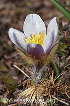 Frühlings-Anemonen (Pulsatilla vernalis) (28.05.2021, F181648)