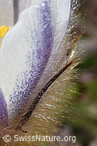 Pulsatilla vernalis (F181650)