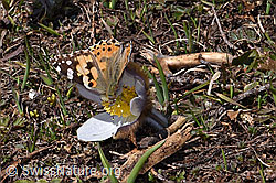 Distelfalter (Vanessa cardui) auf Frühlings-Anemonen (Pulsatilla vernalis) (28.05.2021, F181652)
