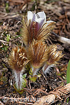 Frühlings-Anemonen (Pulsatilla vernalis) (28.05.2021, F181661)