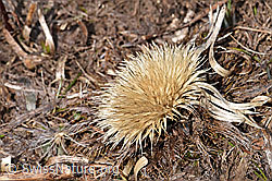 Foto: Silberdistel (Carlina acaulis ssp. caulescens)
