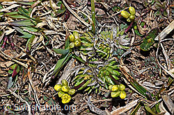 Hoppes Felsenblümchen (Draba hoppeana) (F181672)