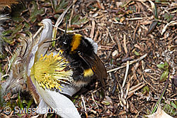 Heide-Erdhummel (Bombus cryptarum) an Frühlings-Anemone (Pulsatilla vernalis) (28.05.2021, F181674)