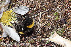 Heide-Erdhummel (Bombus cryptarum) an Gegenblättrigem Steinbrech (Saxifraga oppositifolia)