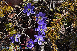 F181745: Leberblümchen (Hepatica nobilis)