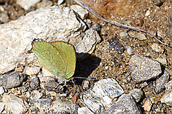 Foto: Brombeer-Zipfelfalter (Callophrys rubi)