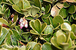 Immergrüne Bärentraube (Arctostaphylos uva-ursi) (30.05.2021, F182011)