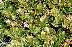 F182013: Immergrüne Bärentraube (Arctostaphylos uva-ursi)