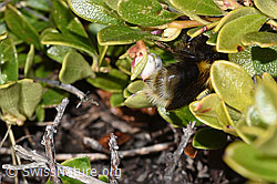 F182014: Tonerdhummel (Bombus argillaceus) auf Immergrüner Bärentraube (Arctostaphylos uva-ursi)