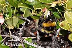 Tonerdhummel (Bombus argillaceus) auf Immergrüner Bärentraube (Arctostaphylos uva-ursi) (30.05.2021, F182015)