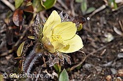 Schwefel-Anemone (Pulsatilla alpina ssp. apiifolia) (30.05.2021, F182040)