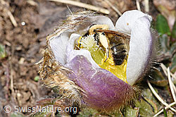 Erzfarbene Düstersandbiene (Andrena nigroaenea) in Frühlings-Anemone (Pulsatilla vernalis) (F182083) Erzfarbene Düstersandbiene (Andrena nigroaenea) in Frühlings-Anemone (Pulsatilla vernalis) (F182083)