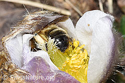 Erzfarbene Düstersandbiene (Andrena nigroaenea) in Frühlings-Anemone (Pulsatilla vernalis) (F182084) Erzfarbene Düstersandbiene (Andrena nigroaenea) in Frühlings-Anemone (Pulsatilla vernalis) (F182084)