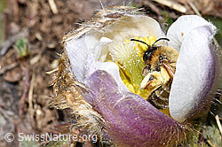 Erzfarbene Düstersandbiene (Andrena nigroaenea) in Frühlings-Anemone (Pulsatilla vernalis) (F182086) Erzfarbene Düstersandbiene (Andrena nigroaenea) in Frühlings-Anemone (Pulsatilla vernalis) (F182086)