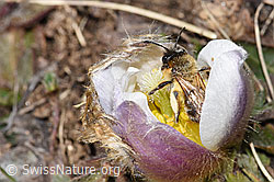Erzfarbene Düstersandbiene (Andrena nigroaenea) an Frühlings-Anemone (Pulsatilla vernalis) (F182089) Erzfarbene Düstersandbiene (Andrena nigroaenea) an Frühlings-Anemone (Pulsatilla vernalis) (F182089)