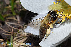 Erzfarbene Düstersandbiene (Andrena nigroaenea) an Frühlings-Anemone (Pulsatilla vernalis) (F182092) Erzfarbene Düstersandbiene (Andrena nigroaenea) an Frühlings-Anemone (Pulsatilla vernalis) (F182092)