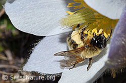 Erzfarbene Düstersandbiene (Andrena nigroaenea) an Frühlings-Anemone (Pulsatilla vernalis) (F182093) Erzfarbene Düstersandbiene (Andrena nigroaenea) an Frühlings-Anemone (Pulsatilla vernalis) (F182093)