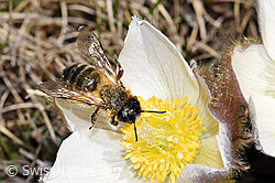 Erzfarbene Düstersandbiene (Andrena nigroaenea) auf Frühlings-Anemone (Pulsatilla vernalis) (F182094) Erzfarbene Düstersandbiene (Andrena nigroaenea) auf Frühlings-Anemone (Pulsatilla vernalis) (F182094)