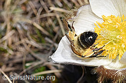 Erzfarbene Düstersandbiene (Andrena nigroaenea) an Frühlings-Anemone (Pulsatilla vernalis) (F182095) Erzfarbene Düstersandbiene (Andrena nigroaenea) an Frühlings-Anemone (Pulsatilla vernalis) (F182095)