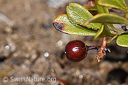 F182105: Immergrüne Bärentraube (Arctostaphylos uva-ursi)