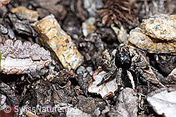 Aelurillus v-insignitus (F182113)