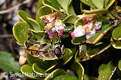 Mistbiene (Eristalis tenax) an Immergrüner Bärentraube (Arctostaphylos uva-ursi) (F182116)