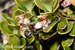 Mistbiene (Eristalis tenax) an Immergrüner Bärentraube (Arctostaphylos uva-ursi) (F182118)