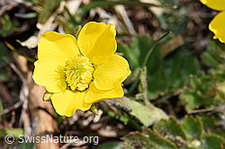 Gemeine Berg-Nelkenwurz (Geum montanum) (30.05.2021, F182143)