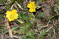 Gemeine Berg-Nelkenwurz (Geum montanum) (30.05.2021, F182146)