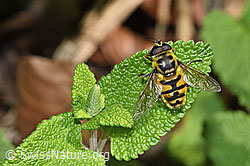 Totenkopfschwebfliege (Myathropa florea) (F182738)