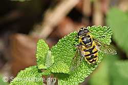 Totenkopfschwebfliege (Myathropa florea) (F182740)