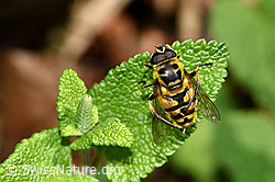 Totenkopfschwebfliege (Myathropa florea) (F182741)