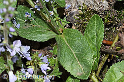 F182747: Gebräuchlicher Ehrenpreis (Veronica officinalis)