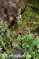 F182750: Gebräuchlicher Ehrenpreis (Veronica officinalis)