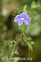 Gamander-Ehrenpreis (Veronica chamaedrys) (F182755)