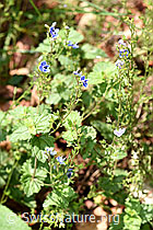 Gamander-Ehrenpreis (Veronica chamaedrys) (F182762)
