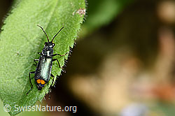 Clanoptilus elegans (Zipfelkäfer) (F182769)