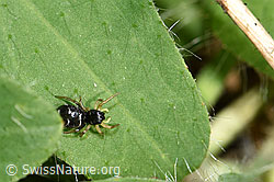 Heliophanus cupreus (F182772)