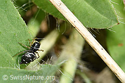 Heliophanus cupreus (F182773)