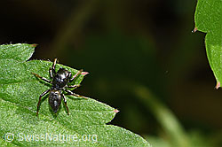 Heliophanus cupreus (12.06.2021, F182776)