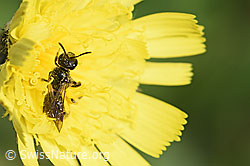 Dufourea minuta (Dufourea minuta)<br/>Öhrchen-Habichtskraut (Hieracium lactucella)