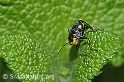 Clanoptilus elegans (Zipfelkäfer) (F182798)