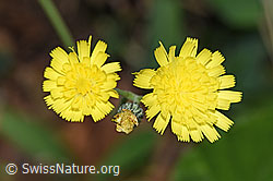 F182800: Geöhrtes Habichtskraut (Hieracium lactucella)
